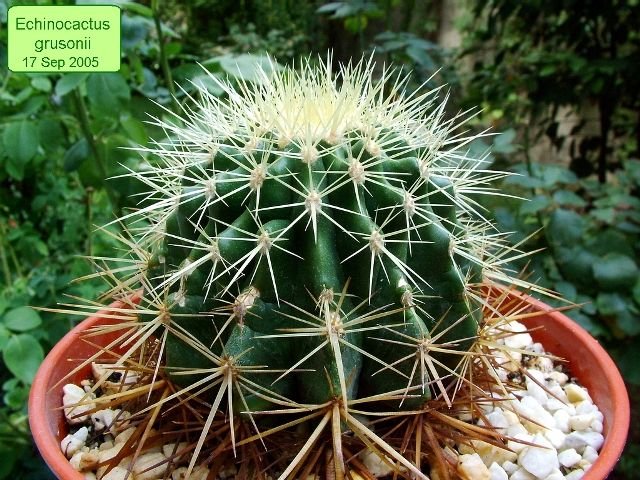 Echinocactus_ grusonii _c1